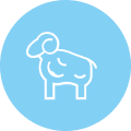Sheep breeding complex